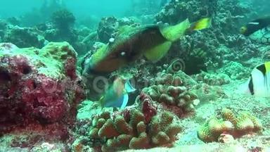 马尔代夫海底清澈海底背景下的鱼。